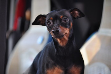 Cane
