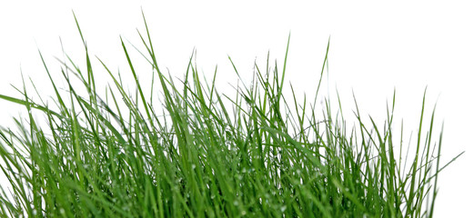 Photos, illustrations et vidéos de "brins d'herbes"