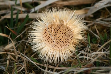 Silberdistel
