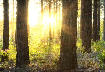 Foto auf Acrylglas Sonnenuntergang Wald © vlntn