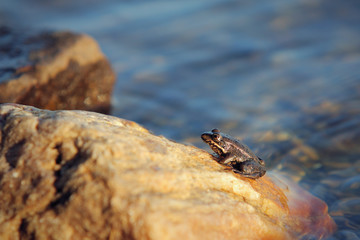 small frog