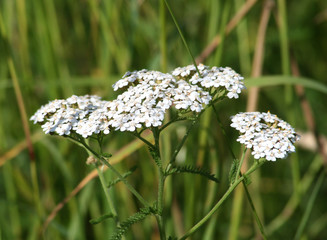 milfoil in meadow