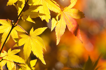 紅葉　こうよう