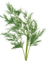 green leaves of dill