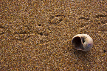 Shell and Bird Tracks