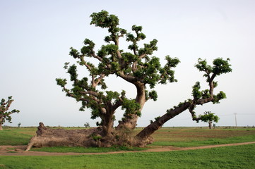 Senegal Savanne