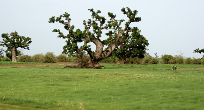 Senegal Savanne