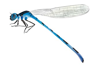 vector blue dragonfly on white background
