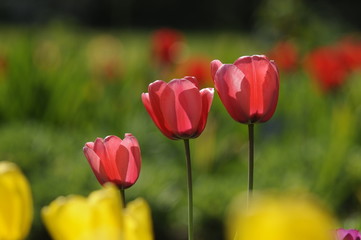 Obraz premium Tulpen