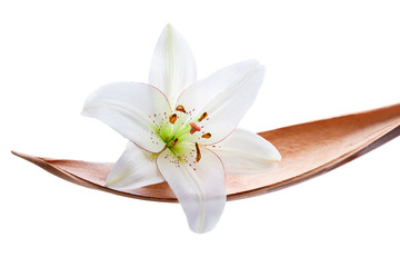 Lily flower on a coco leaf, isolated on white