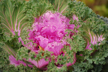 Декоративная капуста