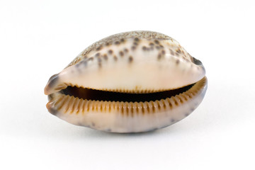 Beautiful seashell