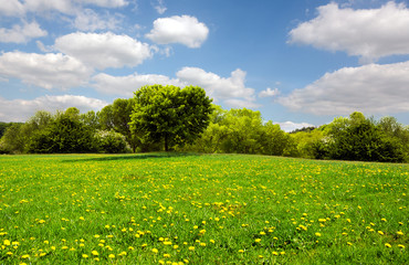 Beautiful spring meadow