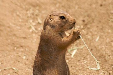 prairie dog