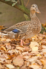 canard et feuilles mortes