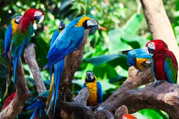 Fotobehang groep papegaaien © terex