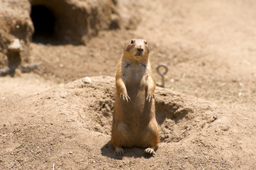 prairie dog