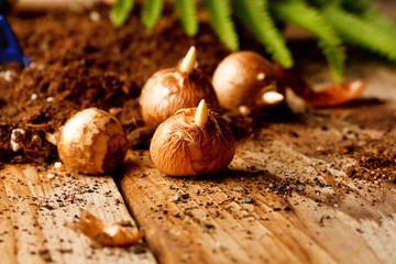 flower bulbs on the table