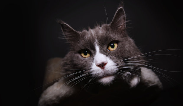 Maine-Coon-Katzen-Portrait