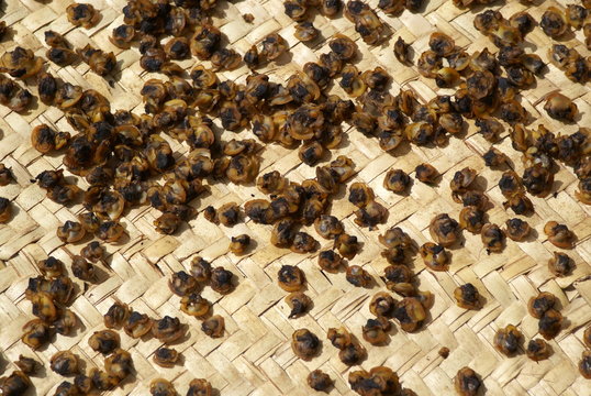 Fadiouth Island Dried Snails