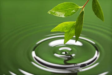 Crédence de cuisine en verre imprimé Printemps Green leaf with water ripple