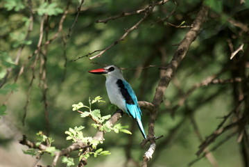 Bandia National Park Bird