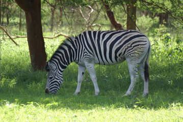 Obraz premium Bandia National Park Zebra
