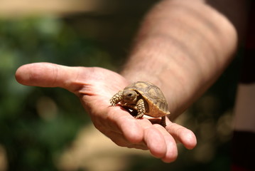Naklejka premium Senegal Turtle