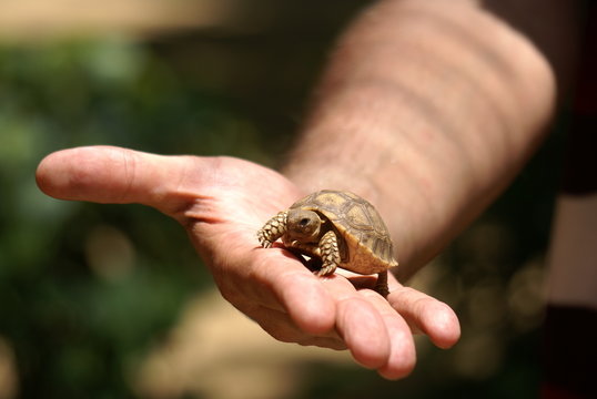 Senegal Turtle