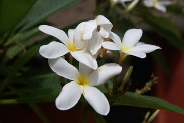 Senegal Flower