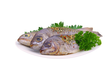 Dorade - Gilt head bream 17