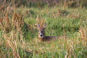 White-tailed Deer Buck