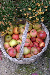 Frische Äpfel im Korb