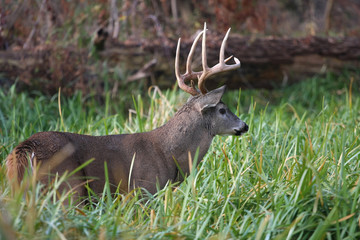 White-tailed Deer Buck