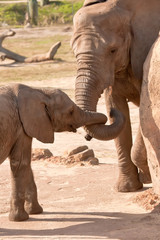 Female African Elephant and Young Cow