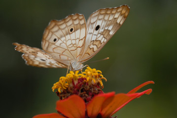 Anartia jatrophae linnaeus