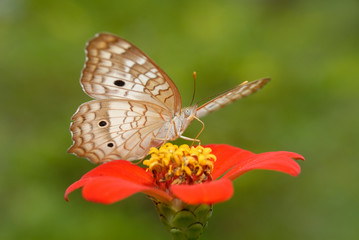 Anartia jatrophae linnaeus