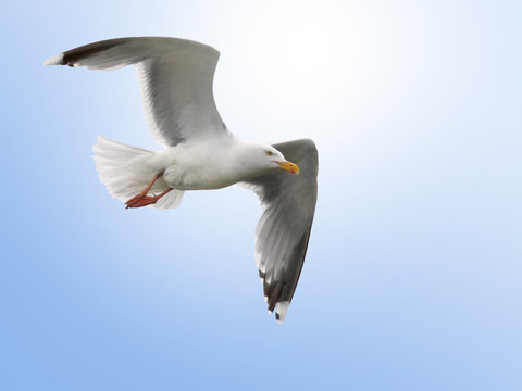 M&ouml;we