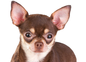Obraz premium Chihuahua
