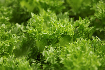 Green vegetable , Salad Farm