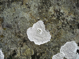 Lichen