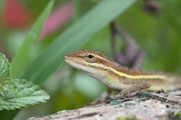 Anolis auratus - (Polychrotidae sauria)