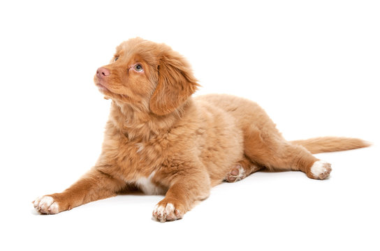 Nova Scotia Duck Tolling Retriever