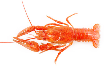 boiled crawfish on a white background