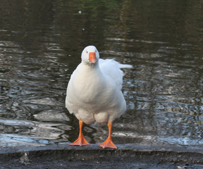 Lustige Gans
