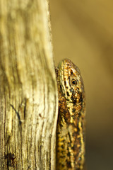 Fototapeta premium Mooreidechse - Zootoca vivipara