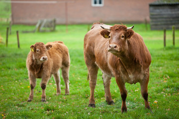 Curious cow