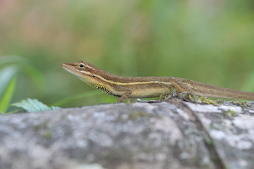 Anolis auratus - (Polychrotidae sauria)