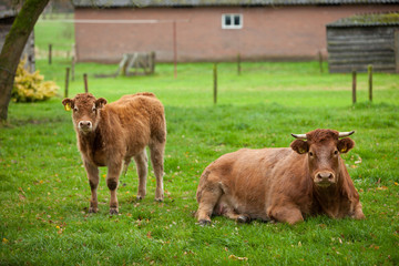 Cow and calf