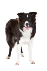 Beautiful bordercollie
